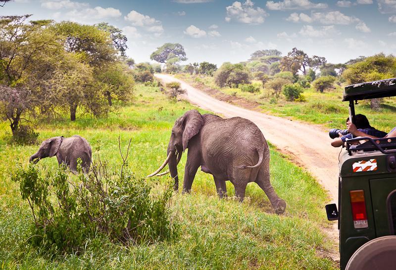 Tarangire 2 Of 14