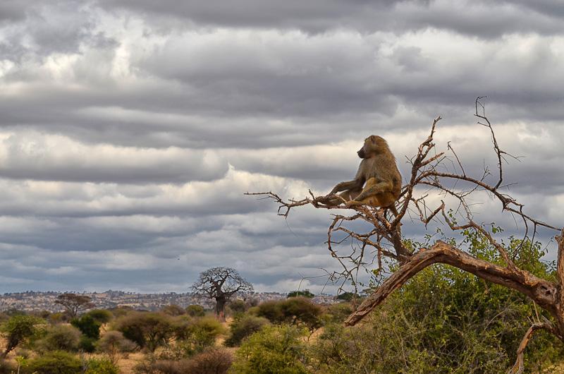 Tarangire 5 Of 14