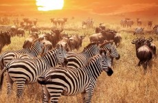 4 Days Tanzania Camping Safari
