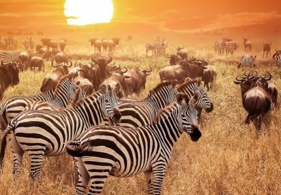 4 Days Tanzania Camping Safari