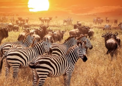 4 Days Tanzania Camping Safari