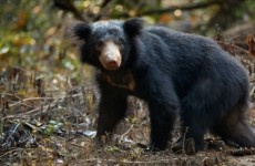 12-Day Wildlife & Campfires in Sri Lanka