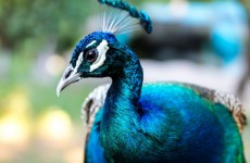 36-Day Birding Sanctuary Safari in Sri Lanka