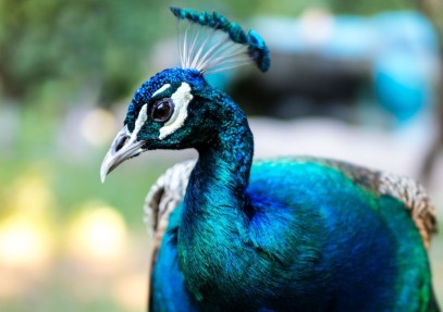 36-Day Birding Sanctuary Safari in Sri Lanka