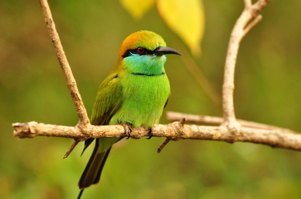 Beautiful Bee Eater In The Jungle