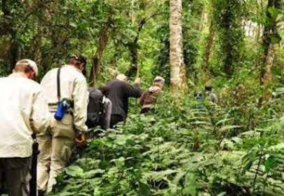 3 Days Chimpanzee Trekking, Kibale National Park Uganda