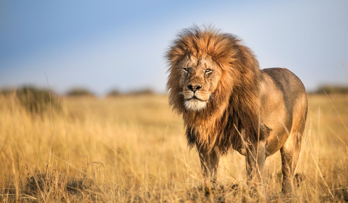 Lion