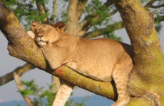 10-Day The Great Uganda Gorillas and Primates