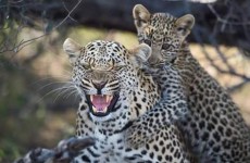 6-Day Northern Tanzania Safari