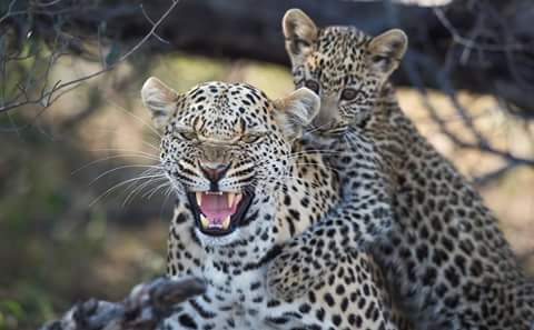 15977850 743798342445007 457236679798092855 N