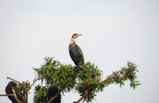 10 Days Discover Gorillas, Wildlife, Nature & Birds