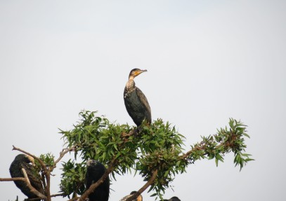 10 Days Discover Gorillas, Wildlife, Nature & Birds