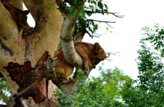 4-Day Uganda Gorilla Trekking and Wildlife Safari