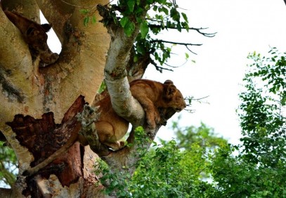 4-Day Uganda Gorilla Trekking and Wildlife Safari