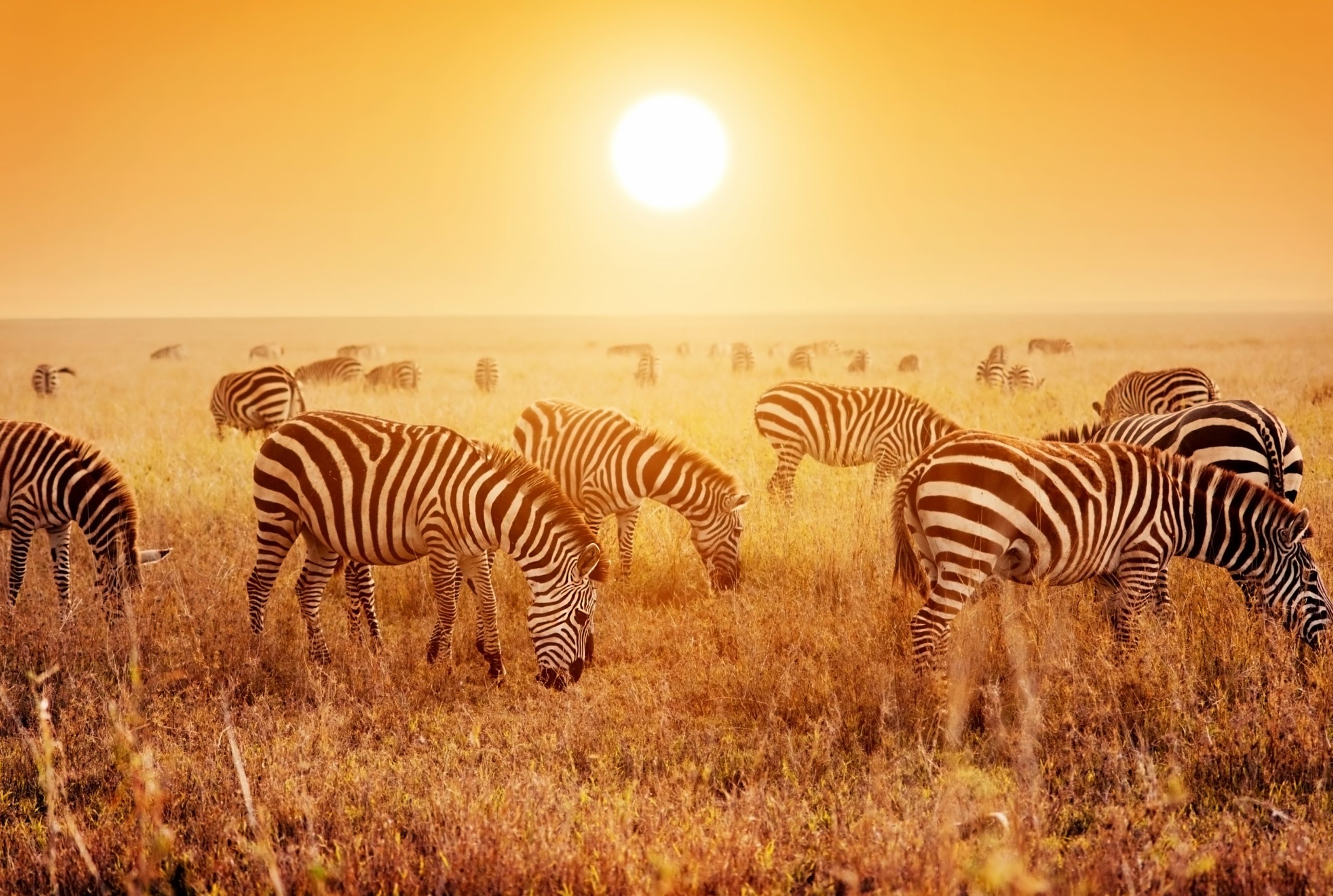 500px Photo Id: 96952797 Zebras Herd On Savanna At Sunset, Africa. Safari In Serengeti, Tanzania