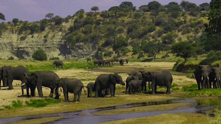 4 Day Selous Game Reserve Tour 2 17994 1525167663