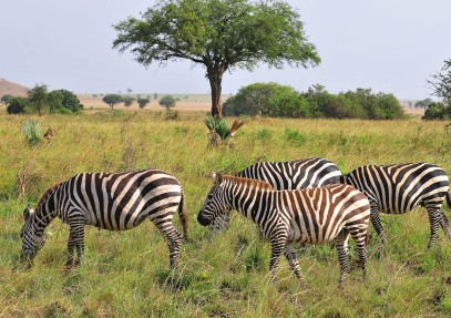 15 Days The Marvel of an African Safari