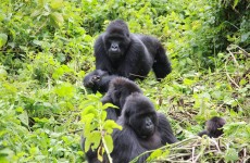 3-Day Uganda Gorilla Trekking Tour