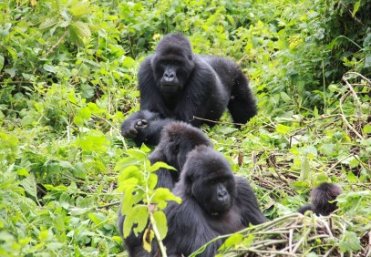 3-Day Uganda Gorilla Trekking Tour