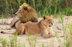 Family in the Wild Safari