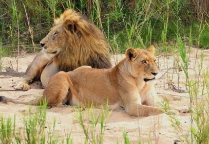 Family in the Wild Safari