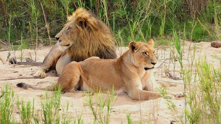 Big Cat Experience.