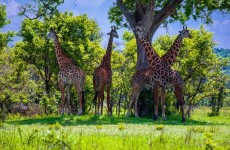 6 Days Northern Circuit Tanzania Safari