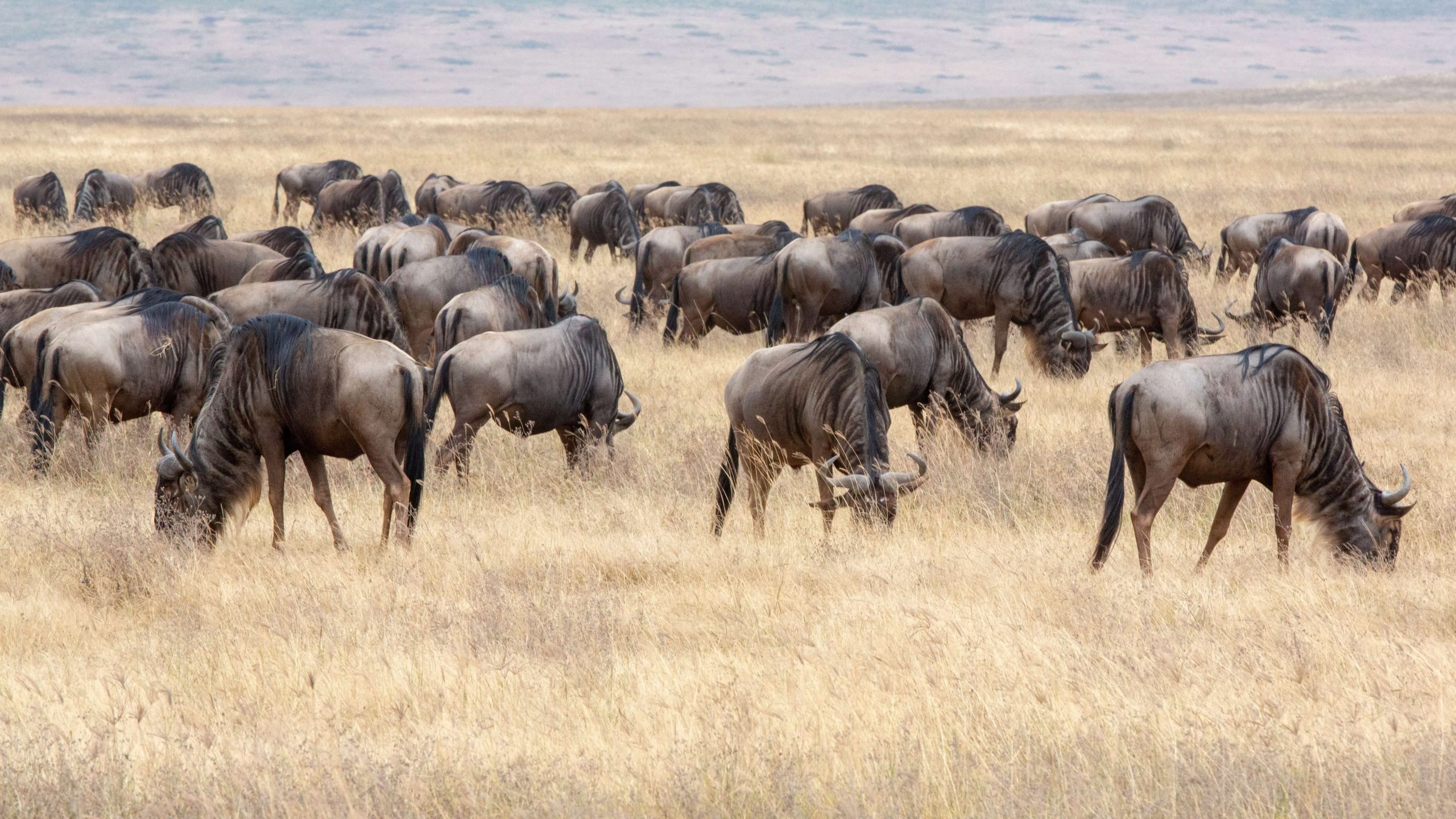 The Wildebeest Great Migration