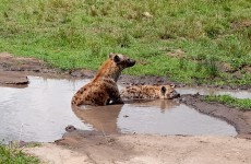 2 Days Masai Mara Safari