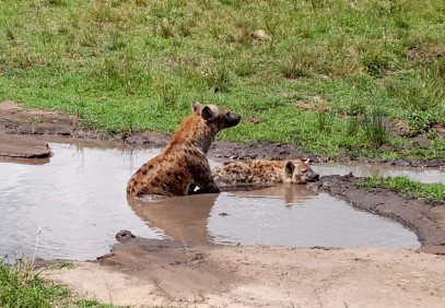 2 Days Masai Mara Safari