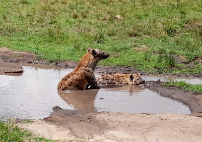 2 Days Masai Mara Safari
