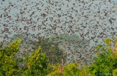 6 Days Bat Migration Safari in Kasanka National Park