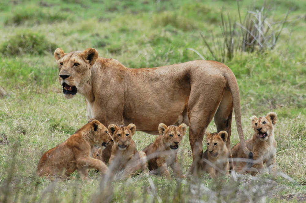 Mikumi National Park