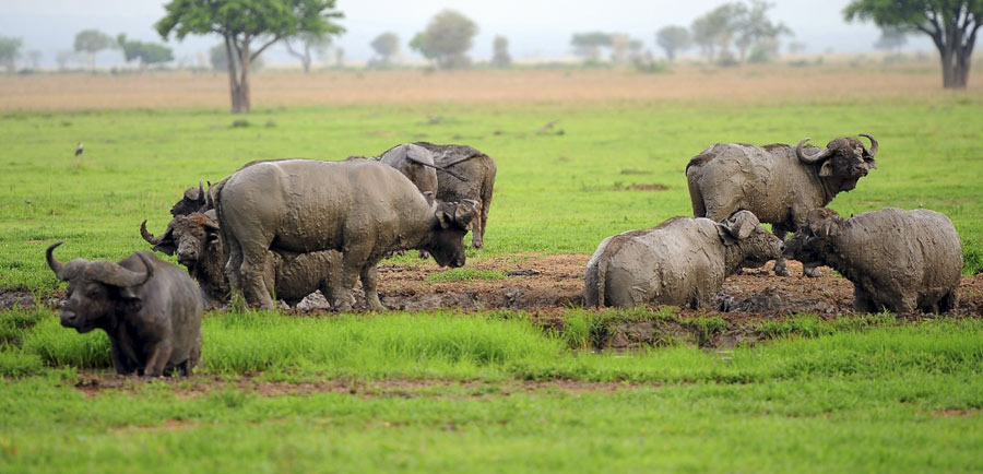 Mikumi National Park Safari Tours