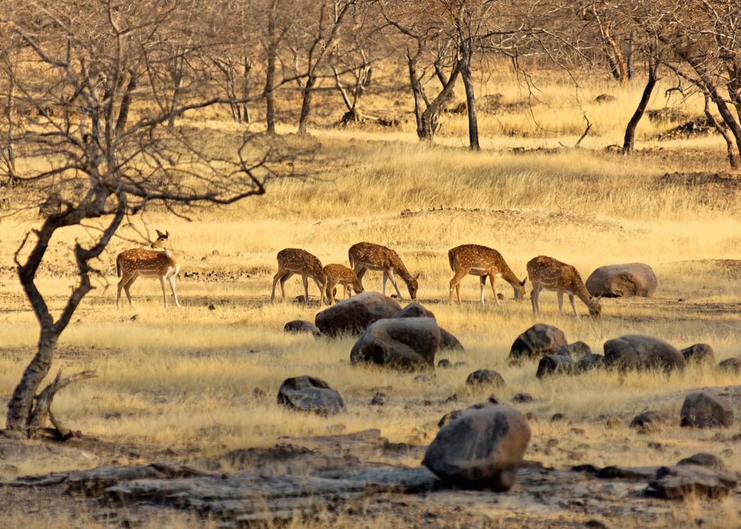 Ranthambore 11