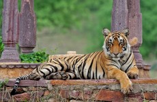 10-Day Golden Triangle Tour with Jungle Safari