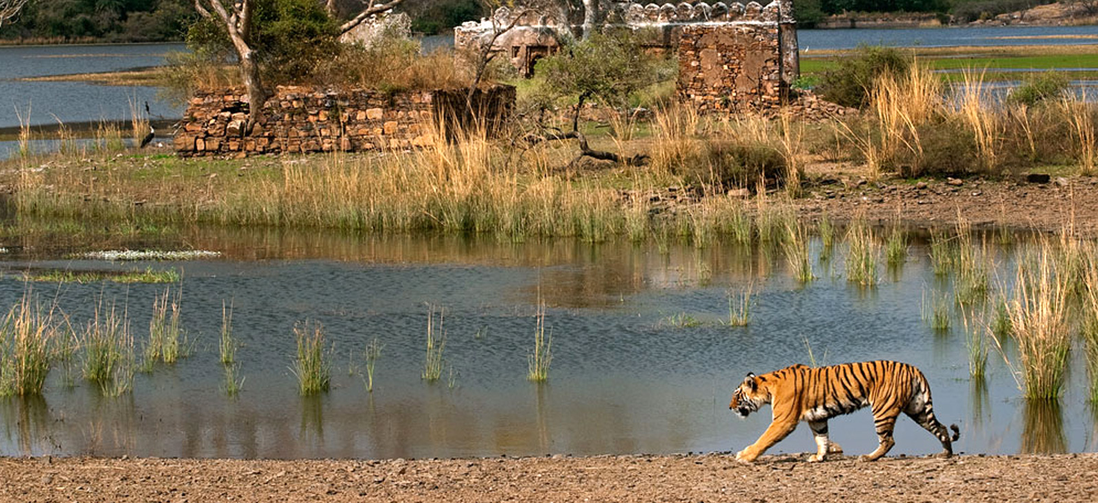 Ranthambore 7