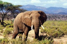 6-Day Kenya National Parks