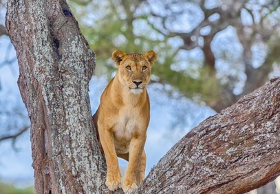 3-Day Tarangire, Lake Manyara & Ngorongoro Safari