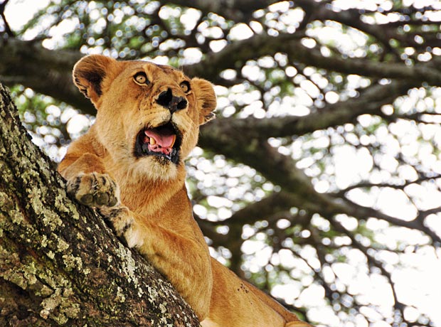 Tree Lions 3