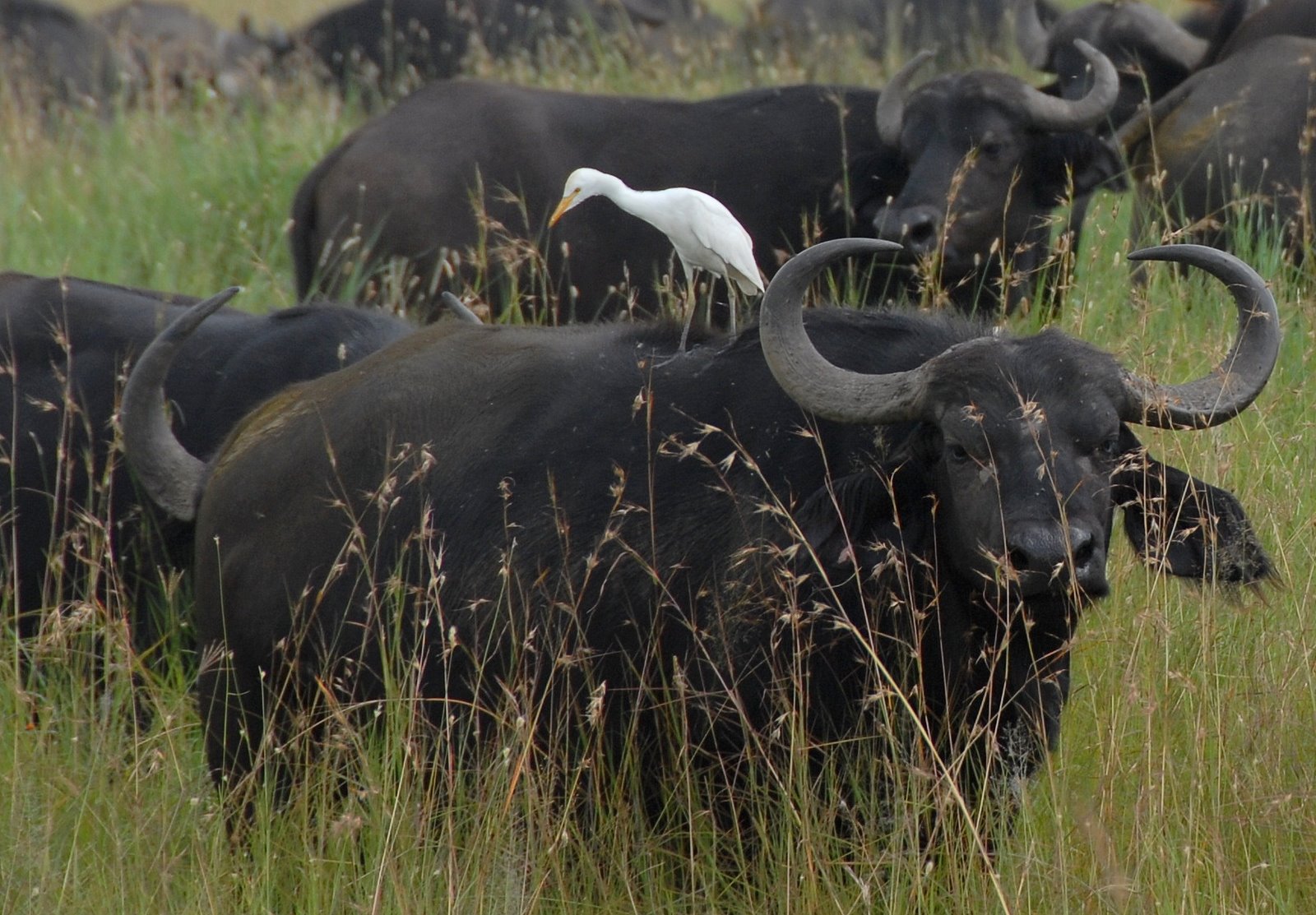 Cattle Egret On A Cape Buffalo