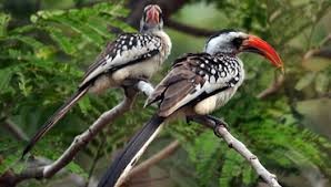 Birds