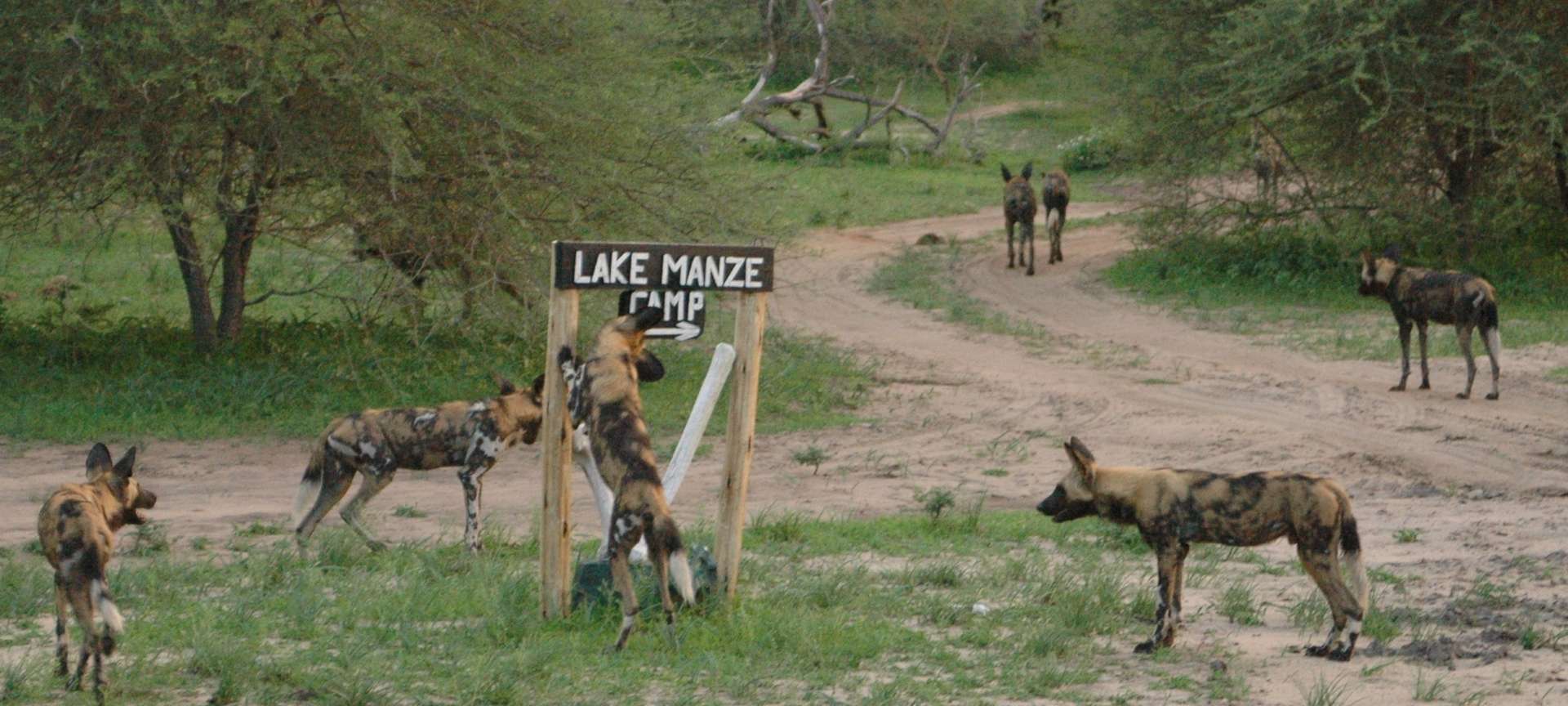 Lake Manze Selous Wildlife (7) 1920x864