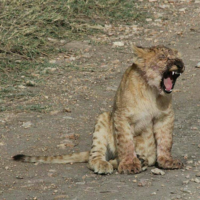 Lione