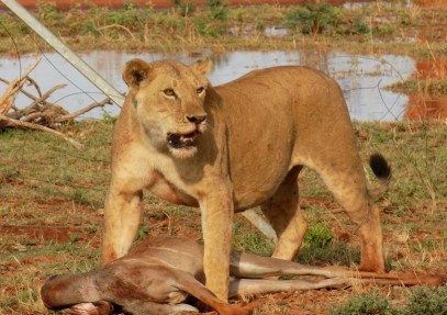 9-Day Kenya Safari Experience