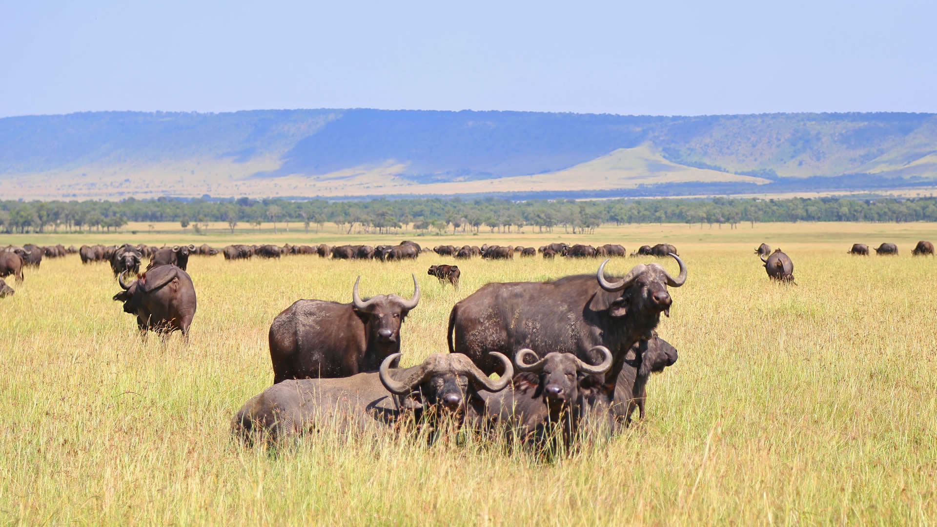 Ngorongoro Conservation Area