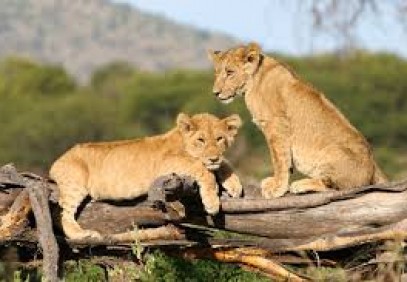 6-Day Mikumi to Ruaha National Park