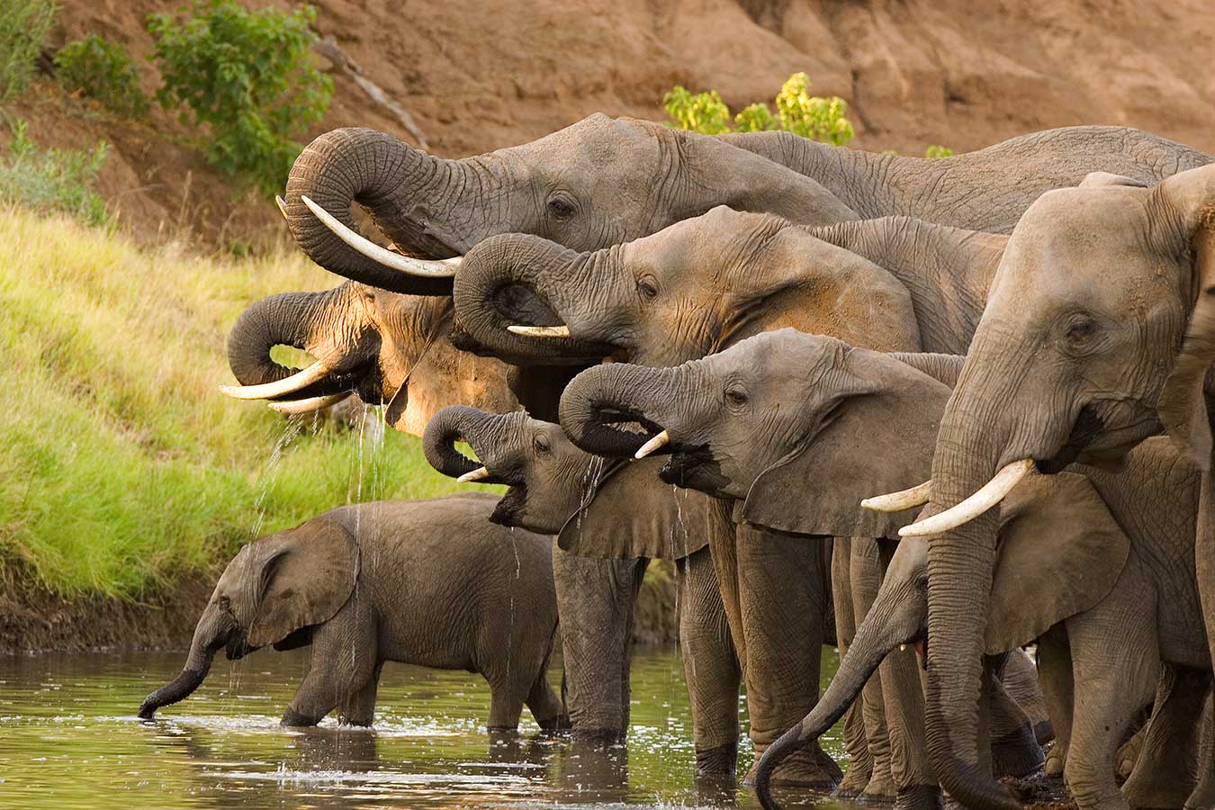 elephant in the river