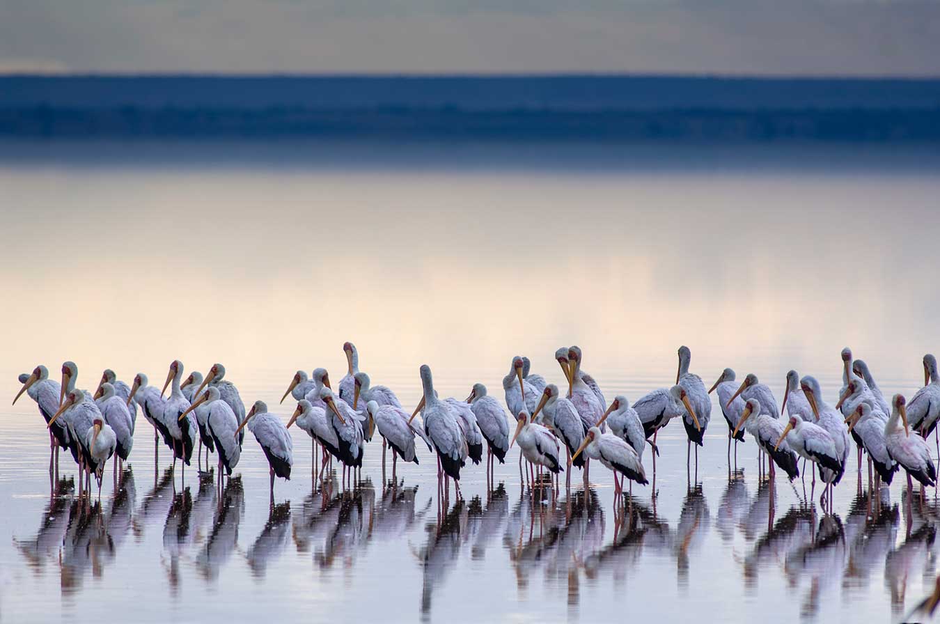 5a3be50ae59b0a0001abaac7 Safari Lake Manyara Safari By Z Tanzania