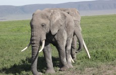 4 Days Camping Safari to Tarangire, Serengeti & Ngorongoro